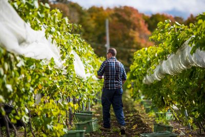 Louis Desgroseillers travaillant dans le vlignoble du Domaine Labranche